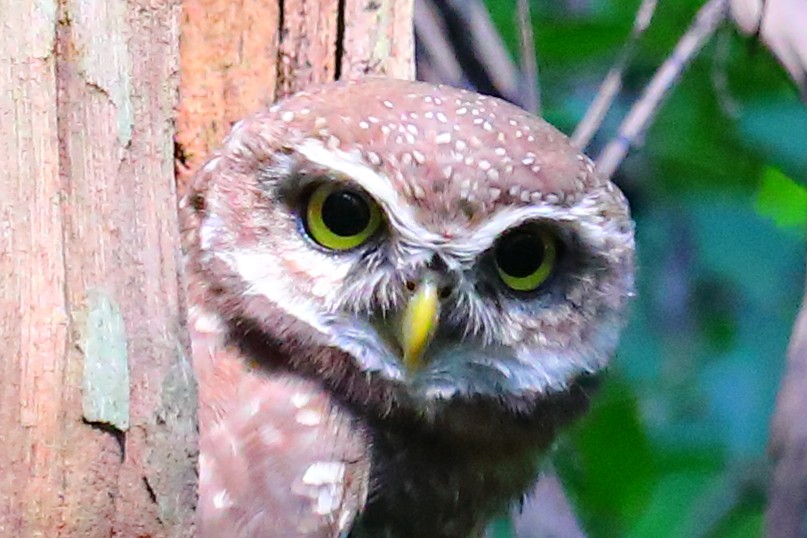 Brahmakauz - ML646968207