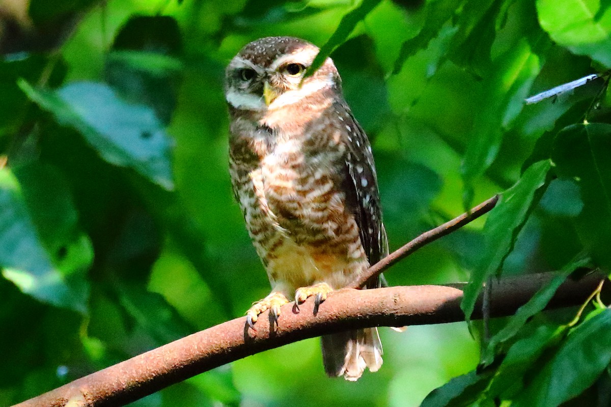 Brahmakauz - ML646968208