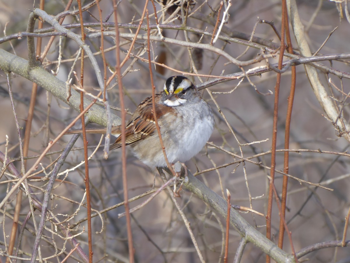 White-throated Sparrow - ML646968210