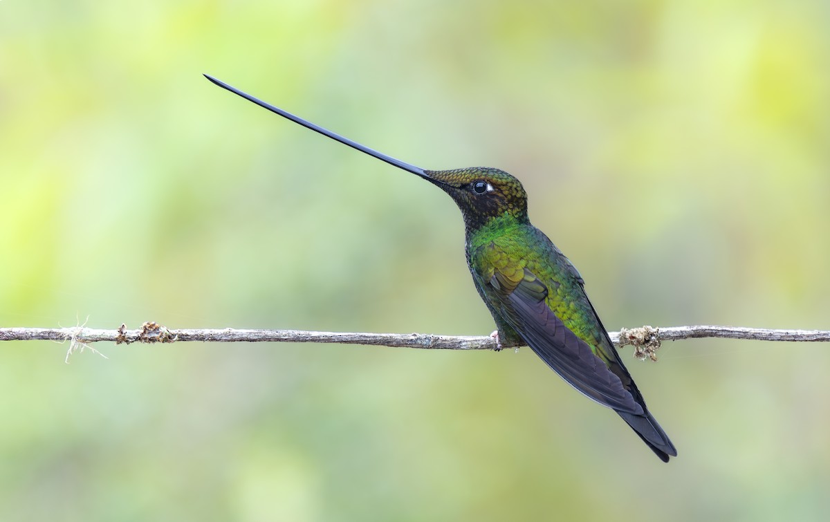 sverdkolibri - ML646968211