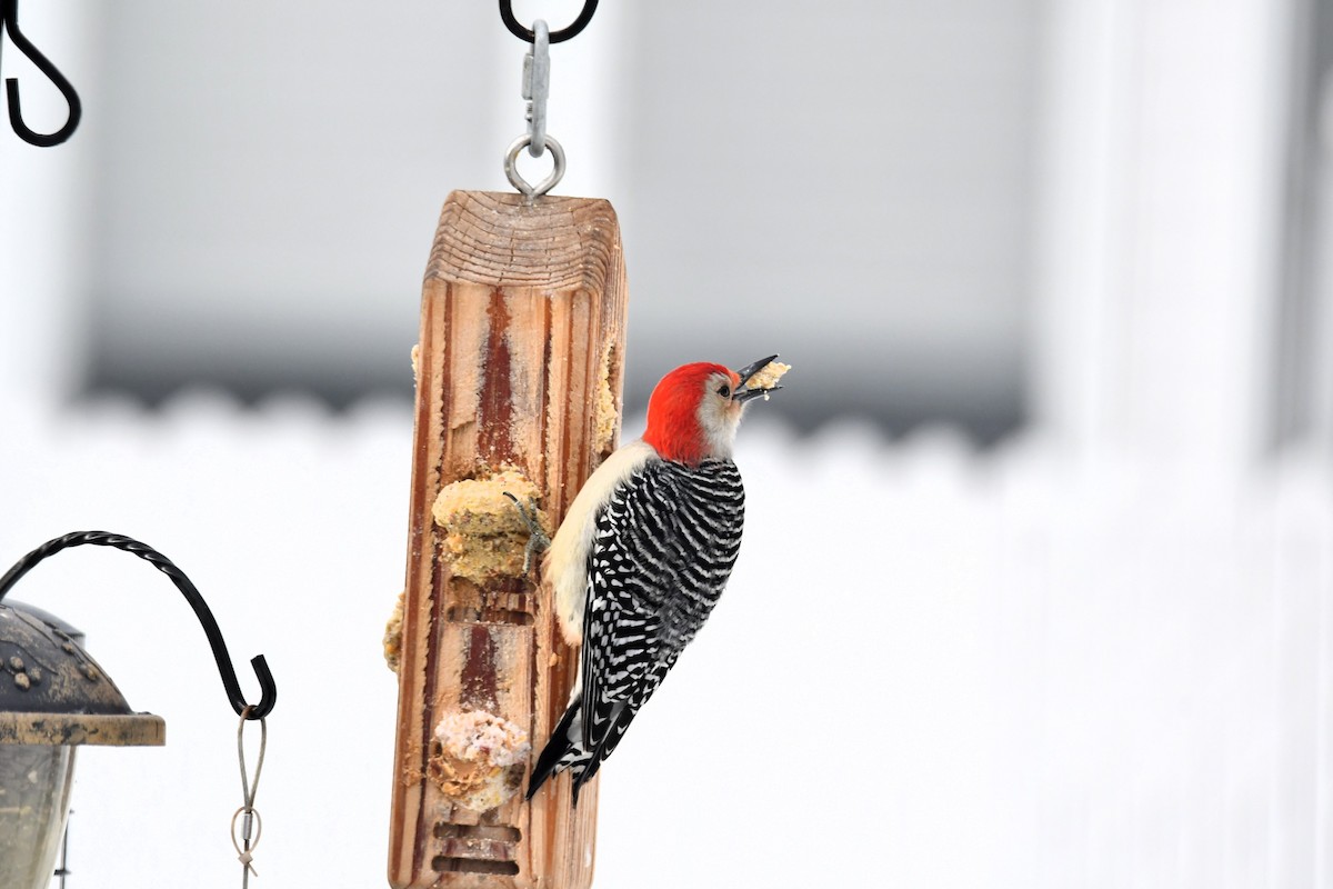 Каролинский дятел - ML646968214