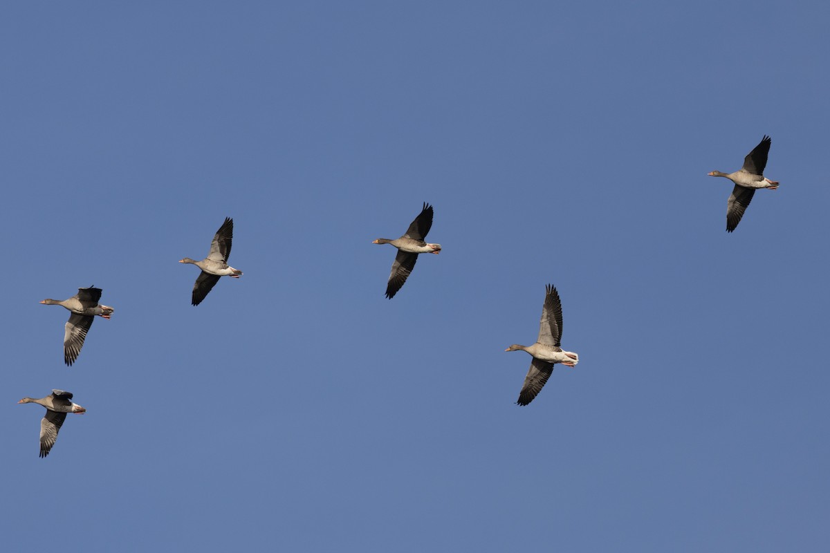 Серый гусь - ML646968216