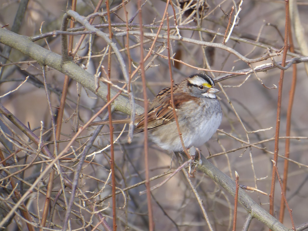 White-throated Sparrow - ML646968218