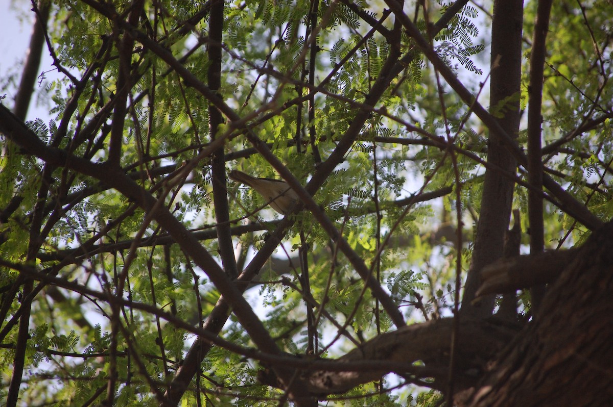 budníček zelený - ML646968219