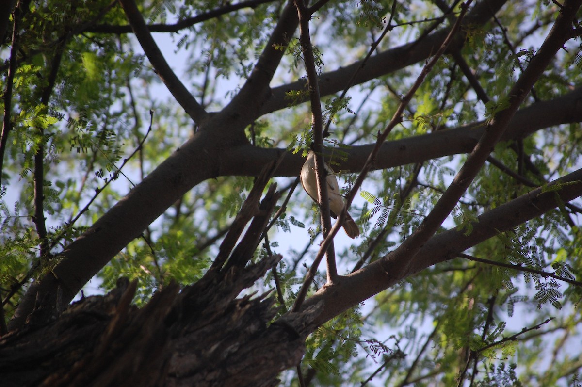 budníček zelený - ML646968220