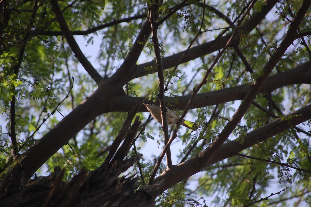 budníček zelený - ML646968221