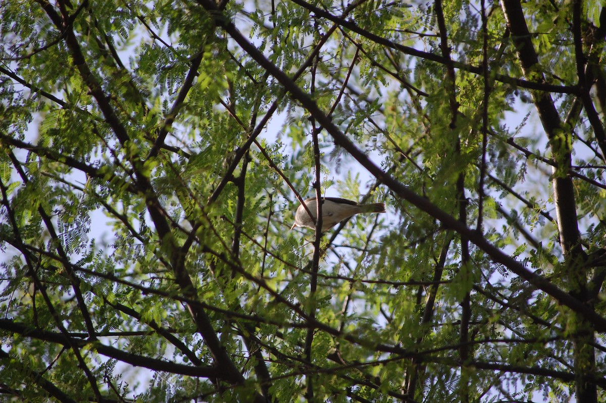 budníček zelený - ML646968222