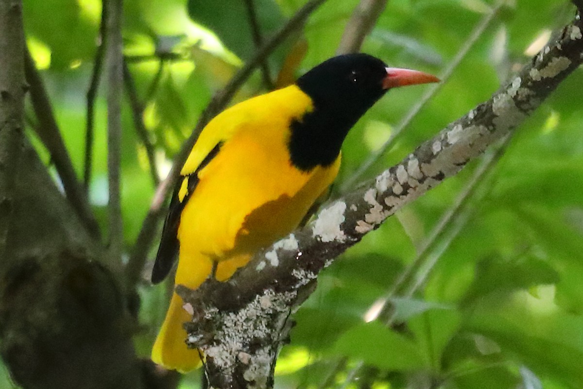 Bengalenpirol - ML646968225