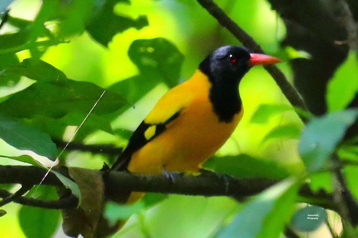 Bengalenpirol - ML646968226