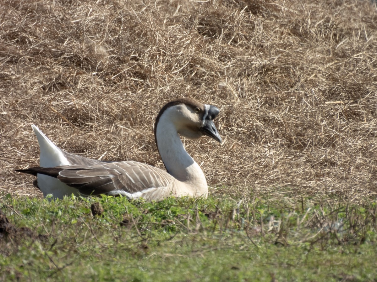 Ánsar Cisnal (variedad doméstica) - ML646968227