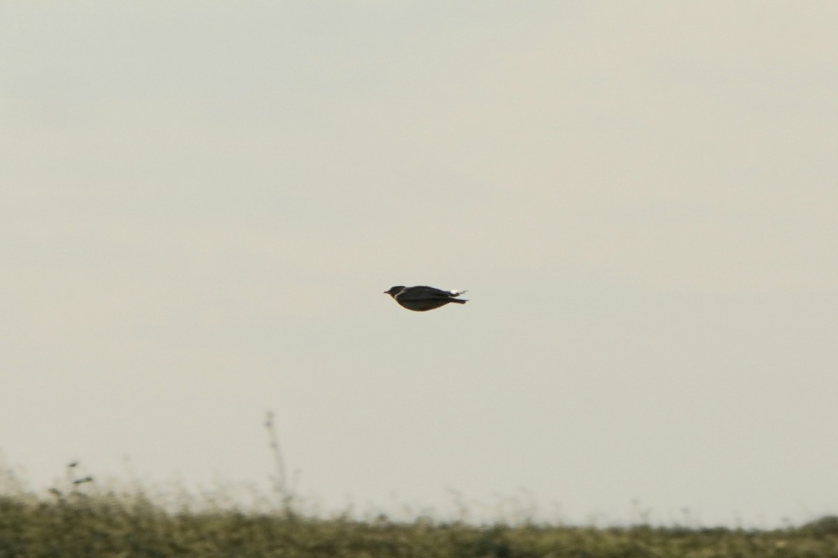 Calandra Lark - ML646968231