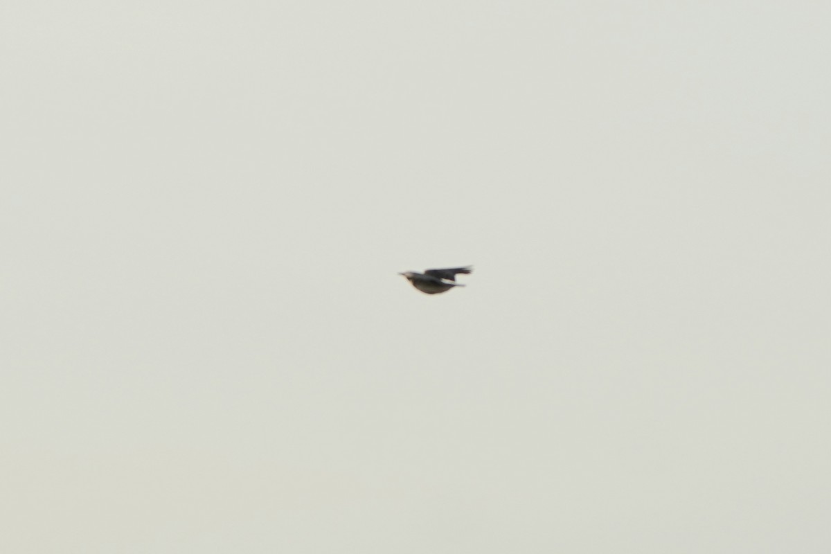 Calandra Lark - ML646968232