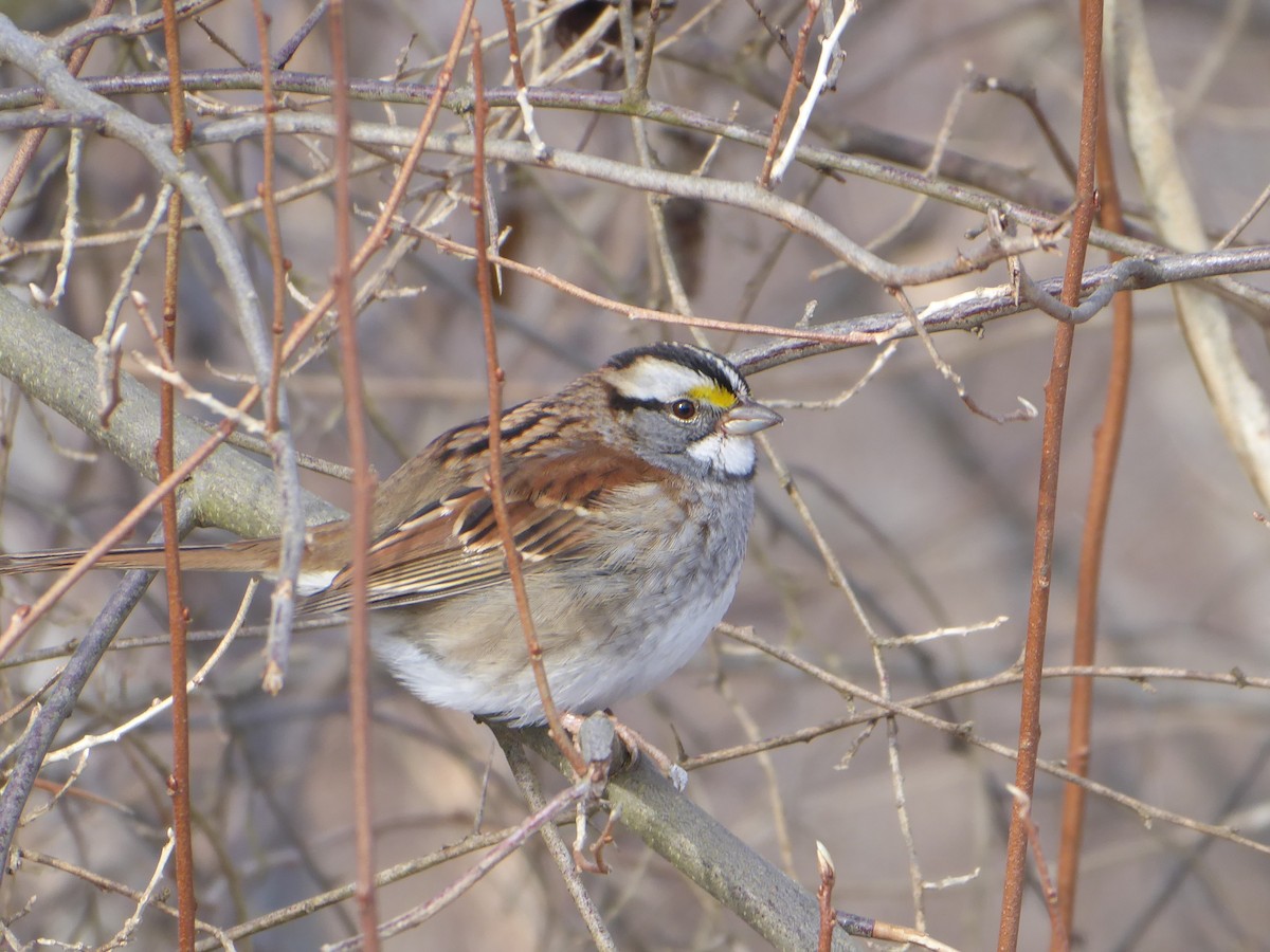 White-throated Sparrow - ML646968233