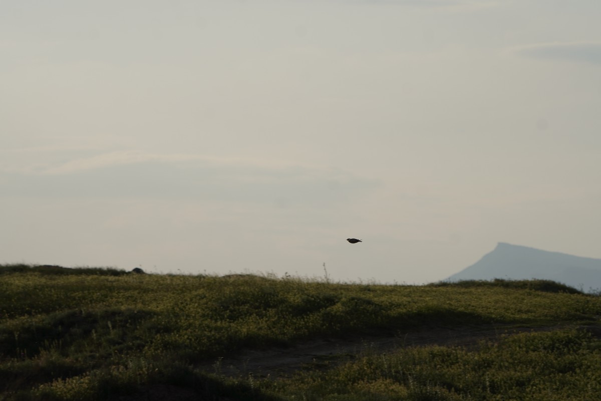 Calandra Lark - ML646968234