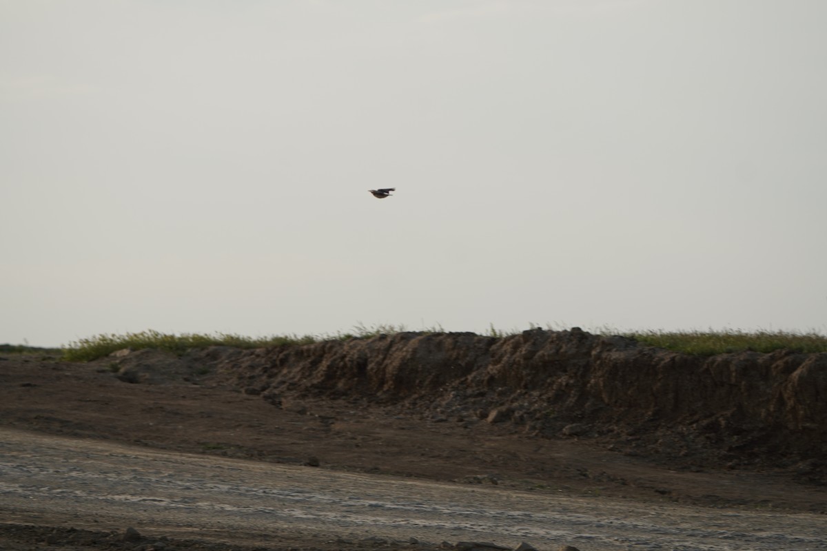 Calandra Lark - ML646968235