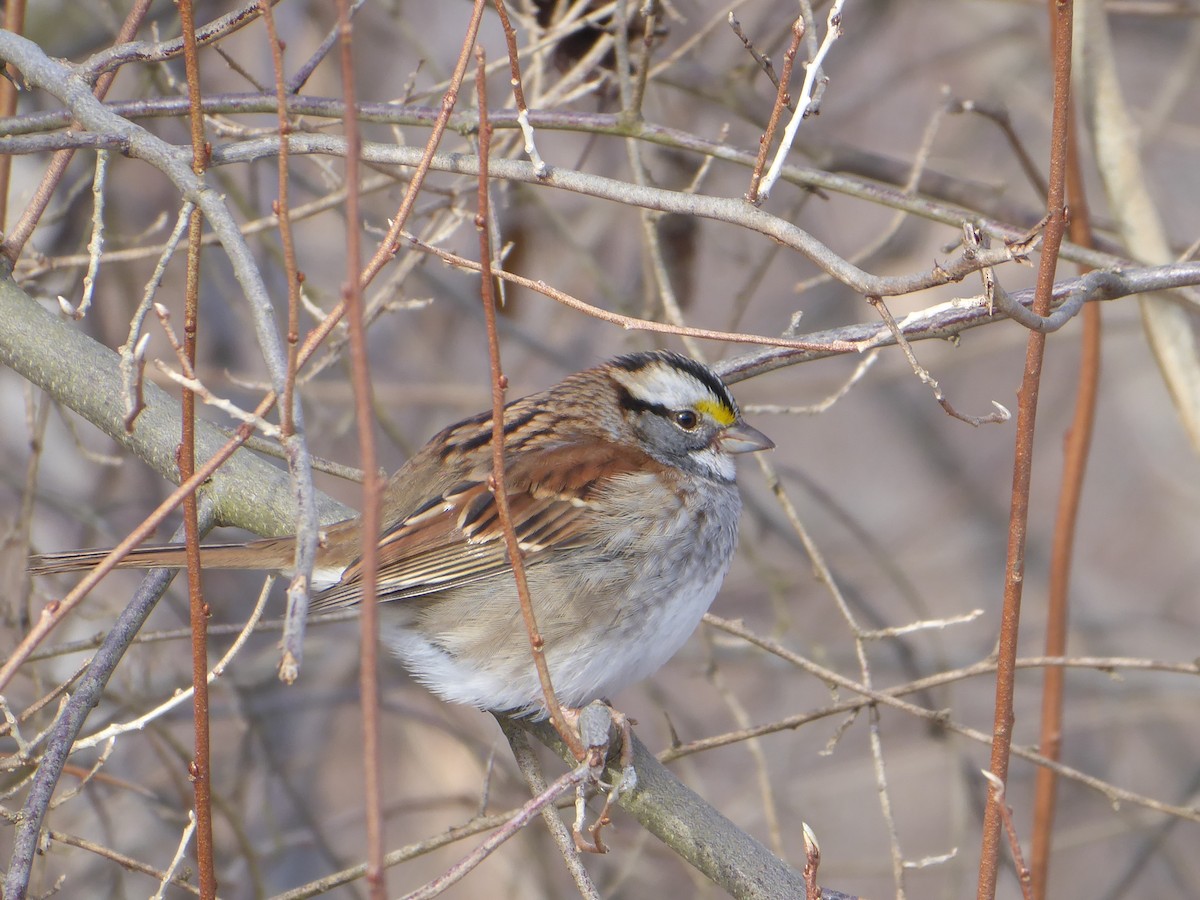 White-throated Sparrow - ML646968238