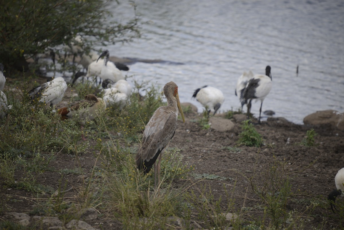 Yellow-billed Stork - ML646968239