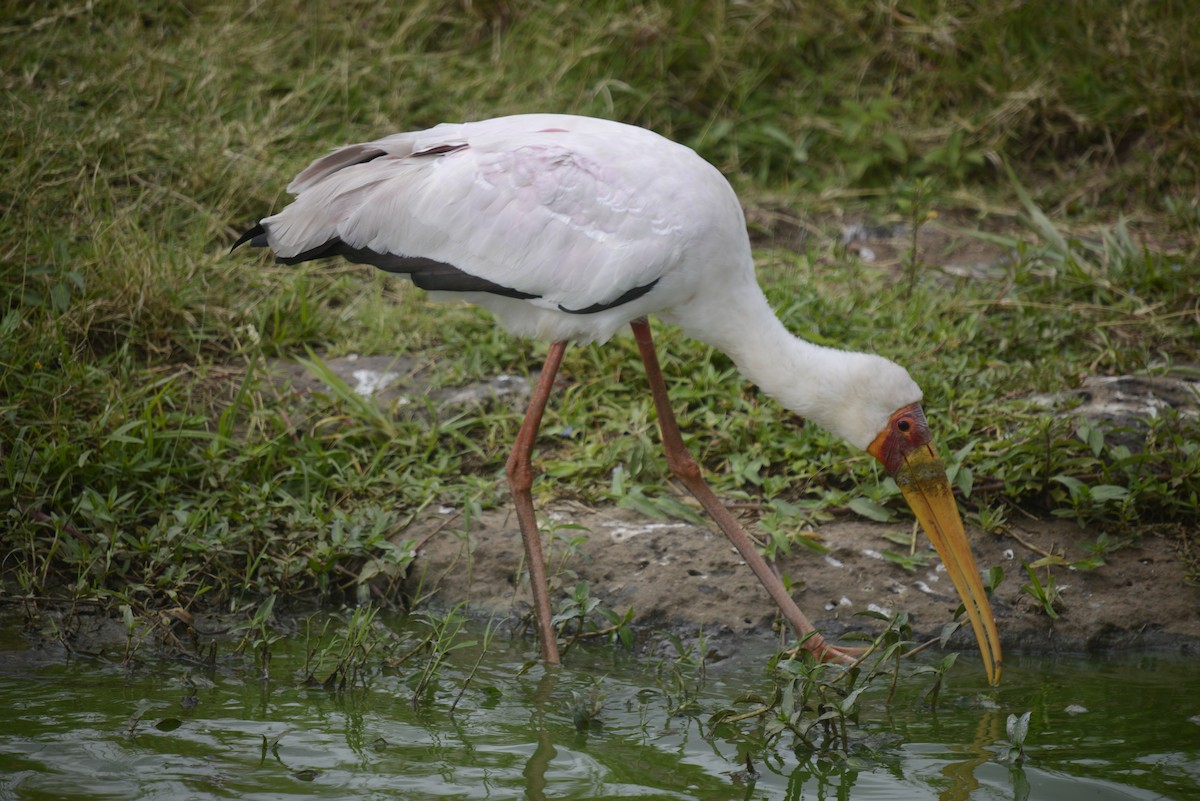 Yellow-billed Stork - ML646968240