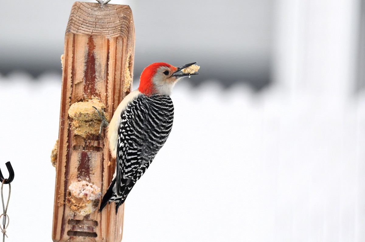 Каролинский дятел - ML646968242