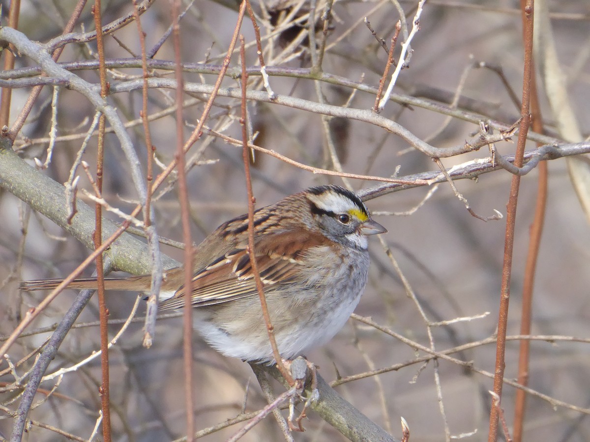 White-throated Sparrow - ML646968243