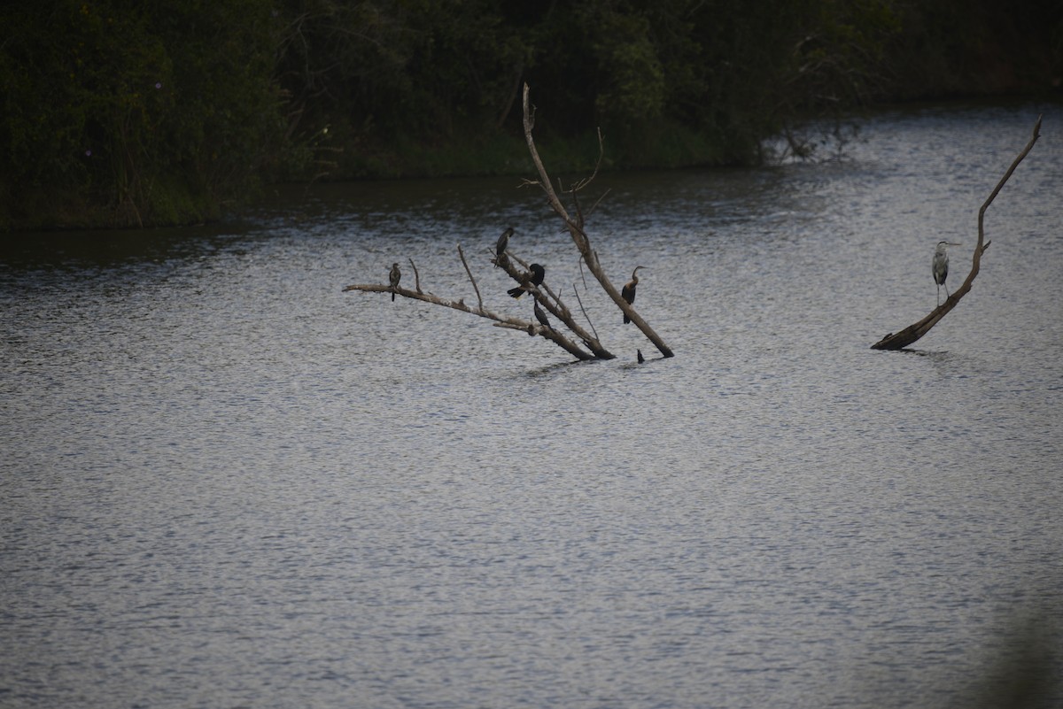 African Darter - ML646968248