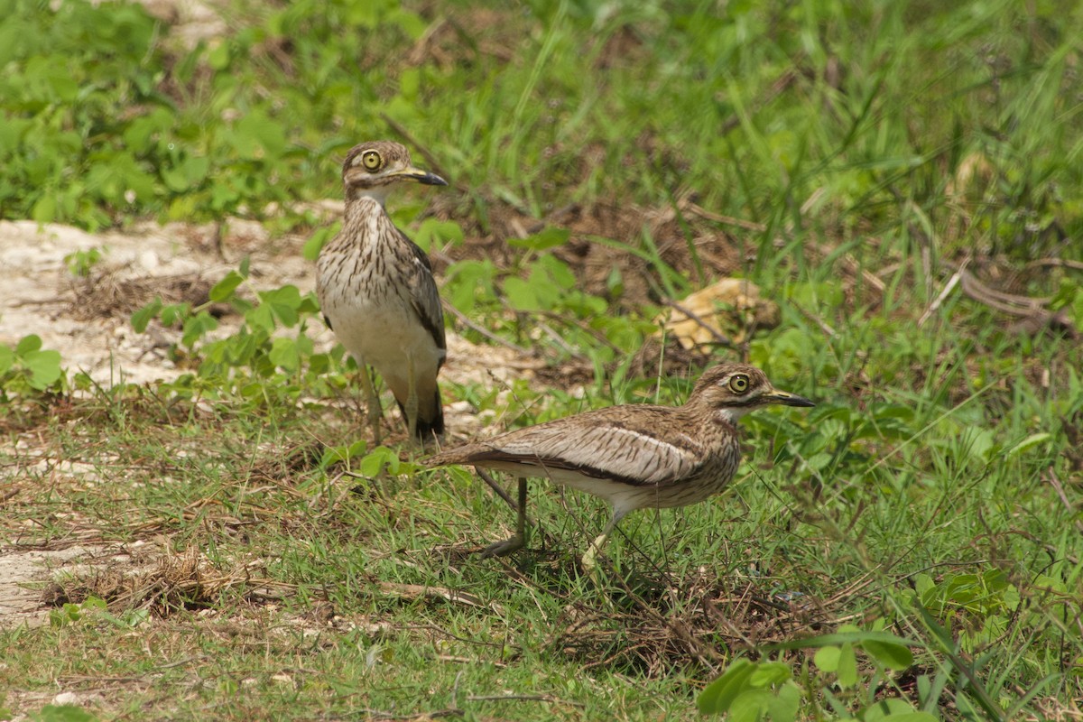 Water Thick-knee - ML646968251