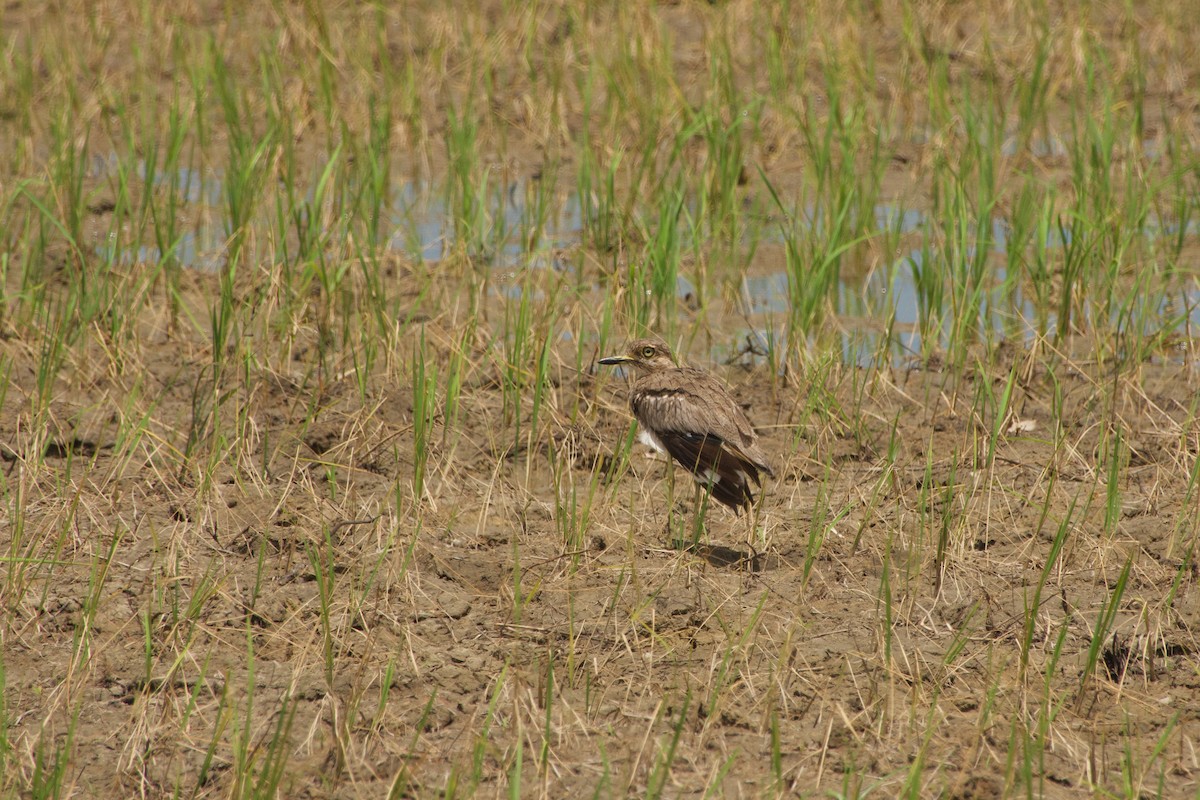 Water Thick-knee - ML646968252