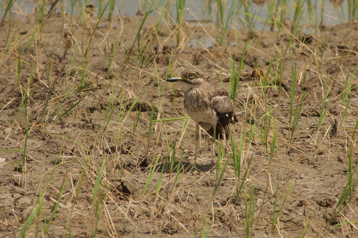 Water Thick-knee - ML646968253