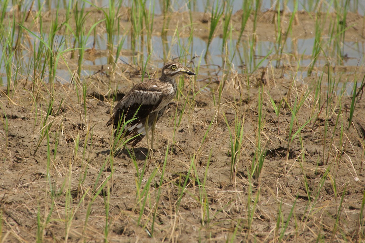 Water Thick-knee - ML646968254