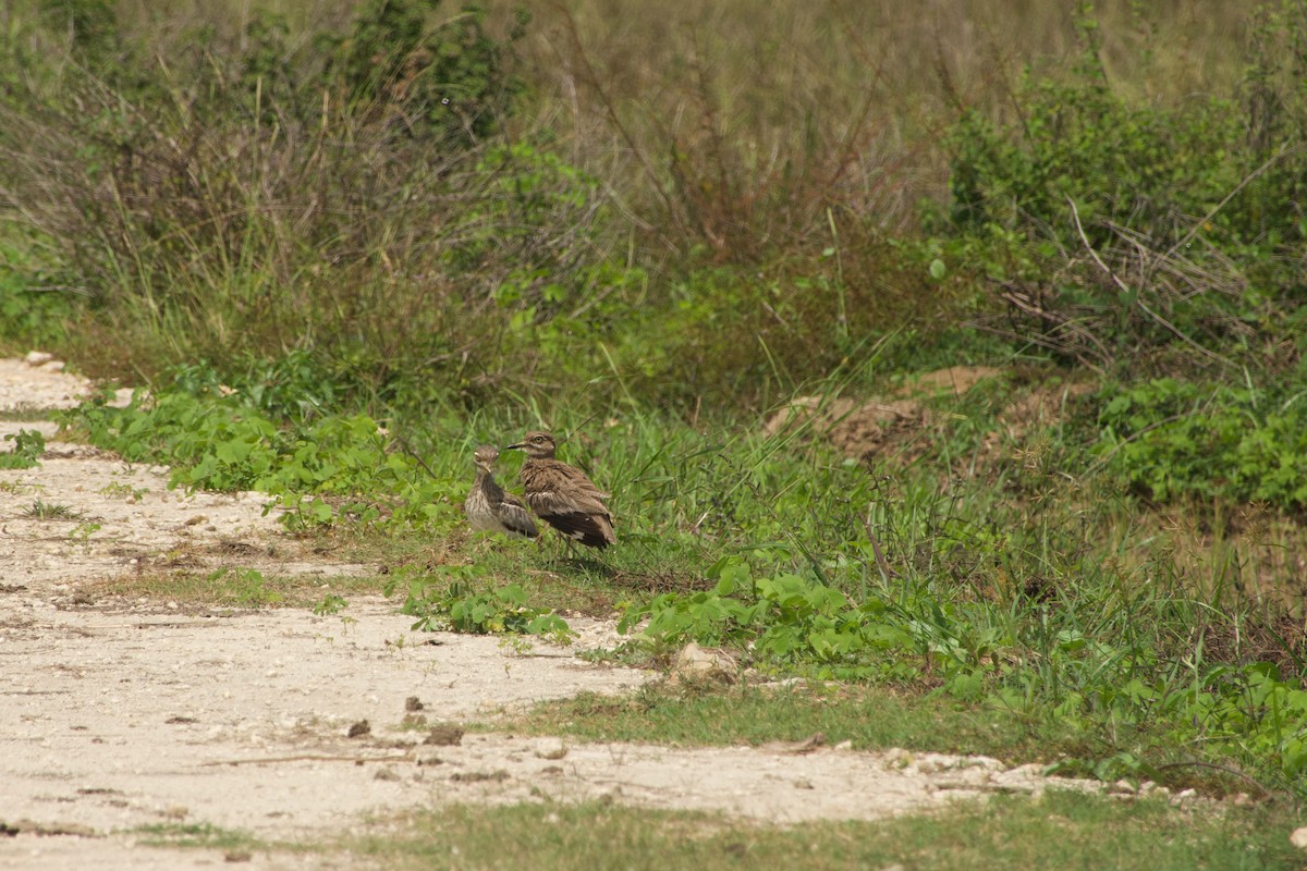 Water Thick-knee - ML646968255