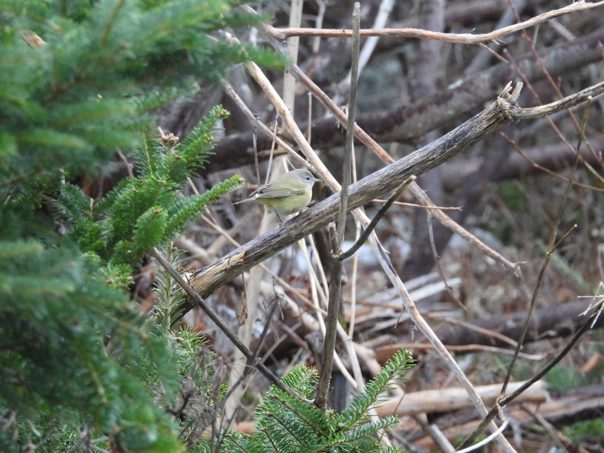 Orange-crowned Warbler - ML646968256