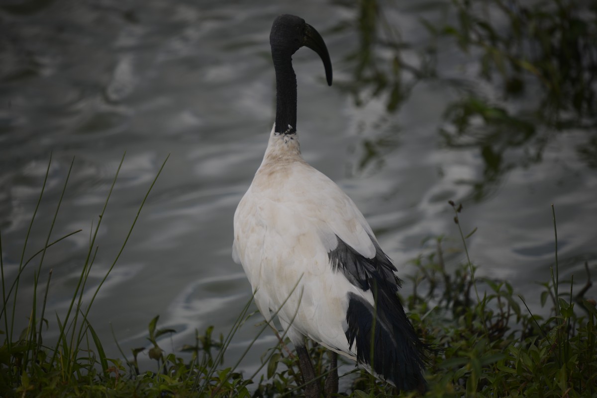 African Sacred Ibis - ML646968257