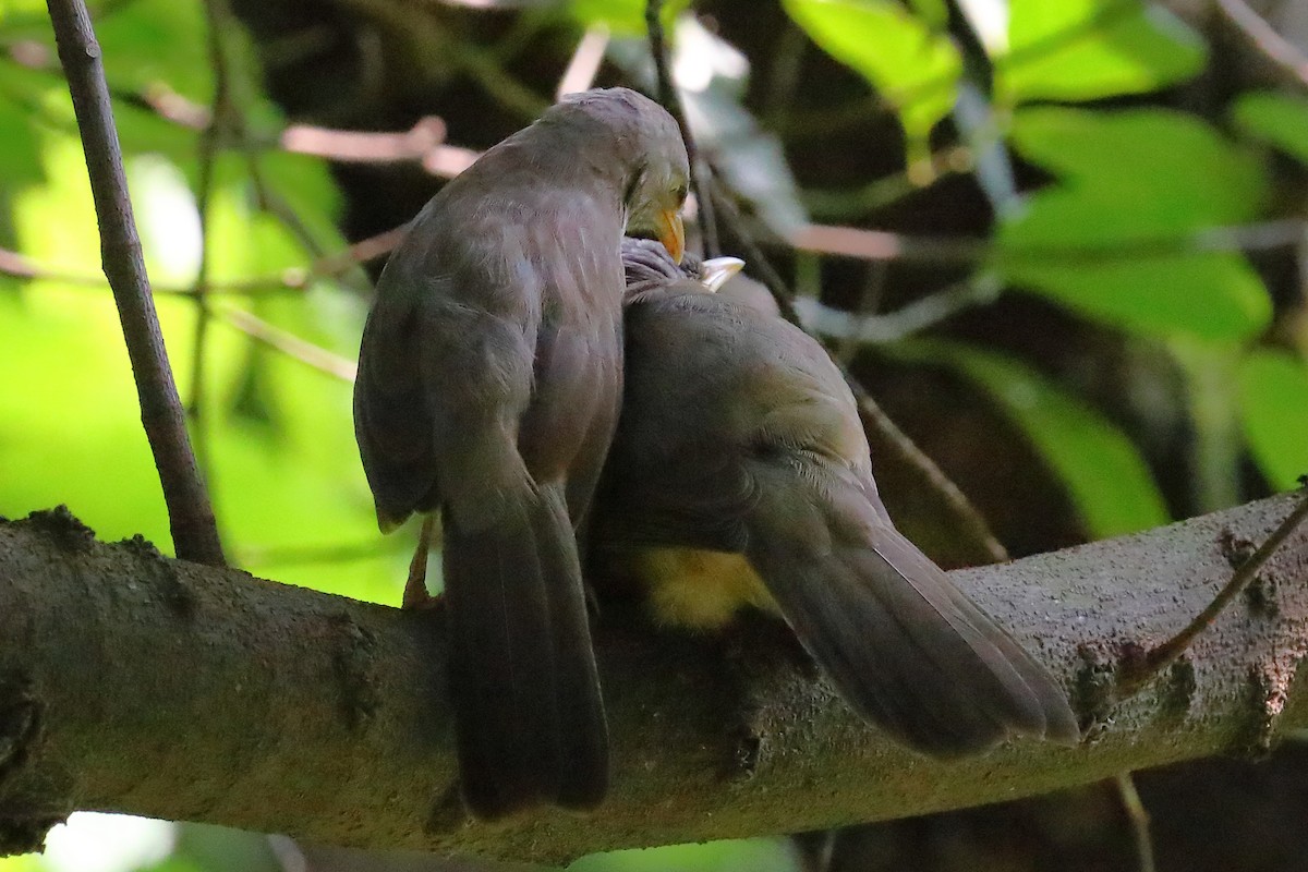 Dschungeldrosselhäherling - ML646968258