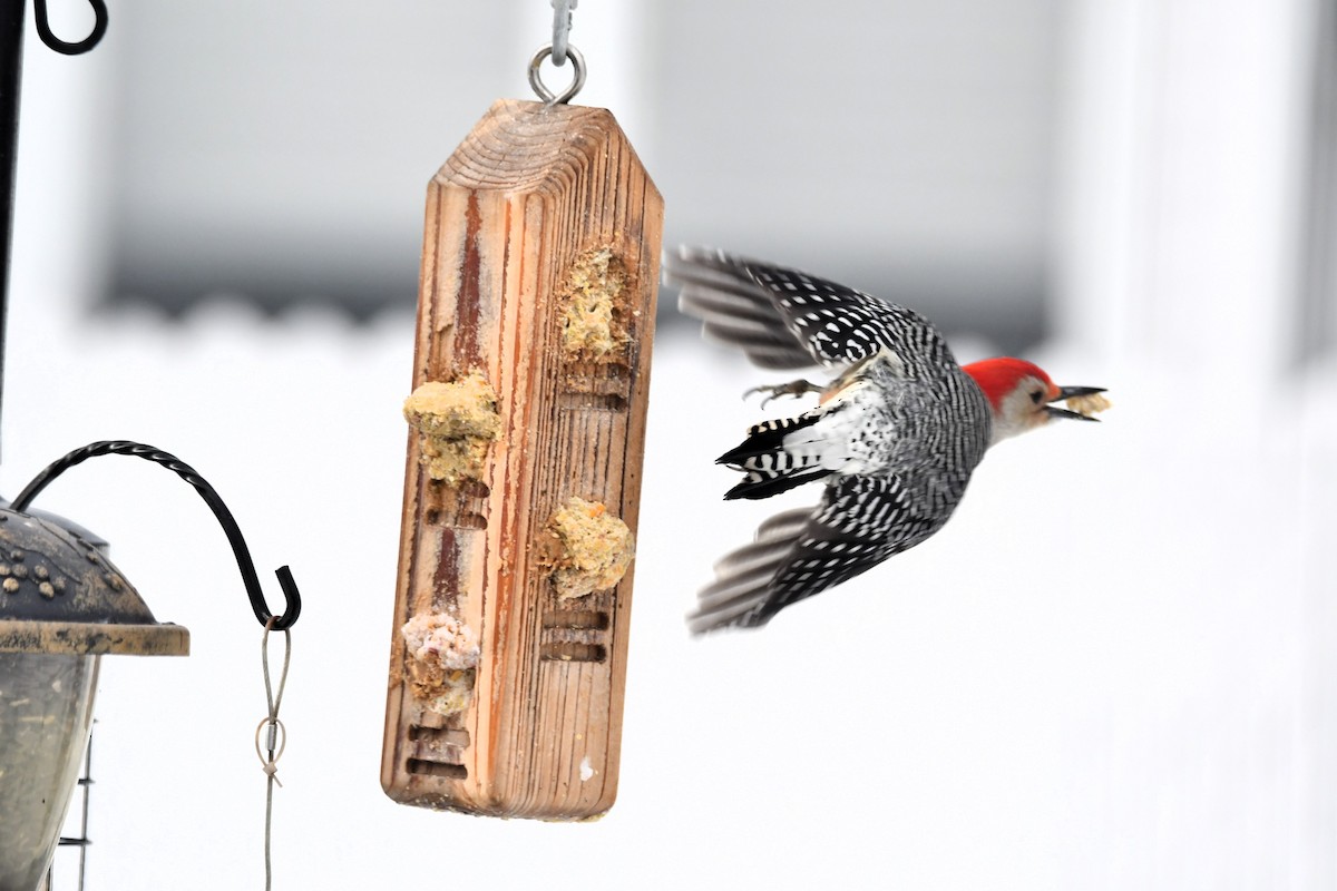 Каролинский дятел - ML646968259