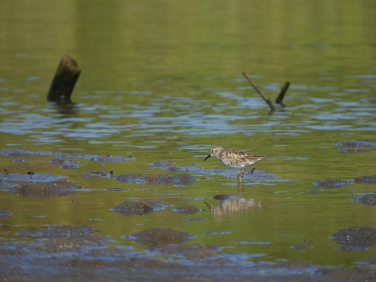 Txirri nanoa - ML646968263