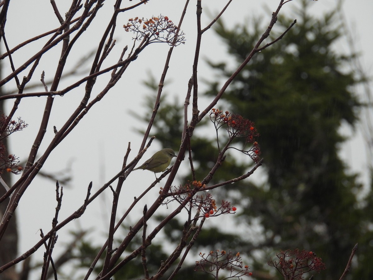 Orange-crowned Warbler - ML646968264