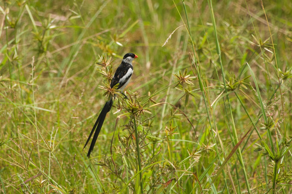 Pin-tailed Whydah - ML646968266