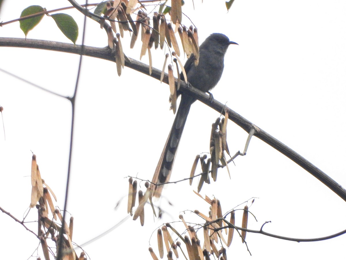 Long-tailed Sibia - ML646968268