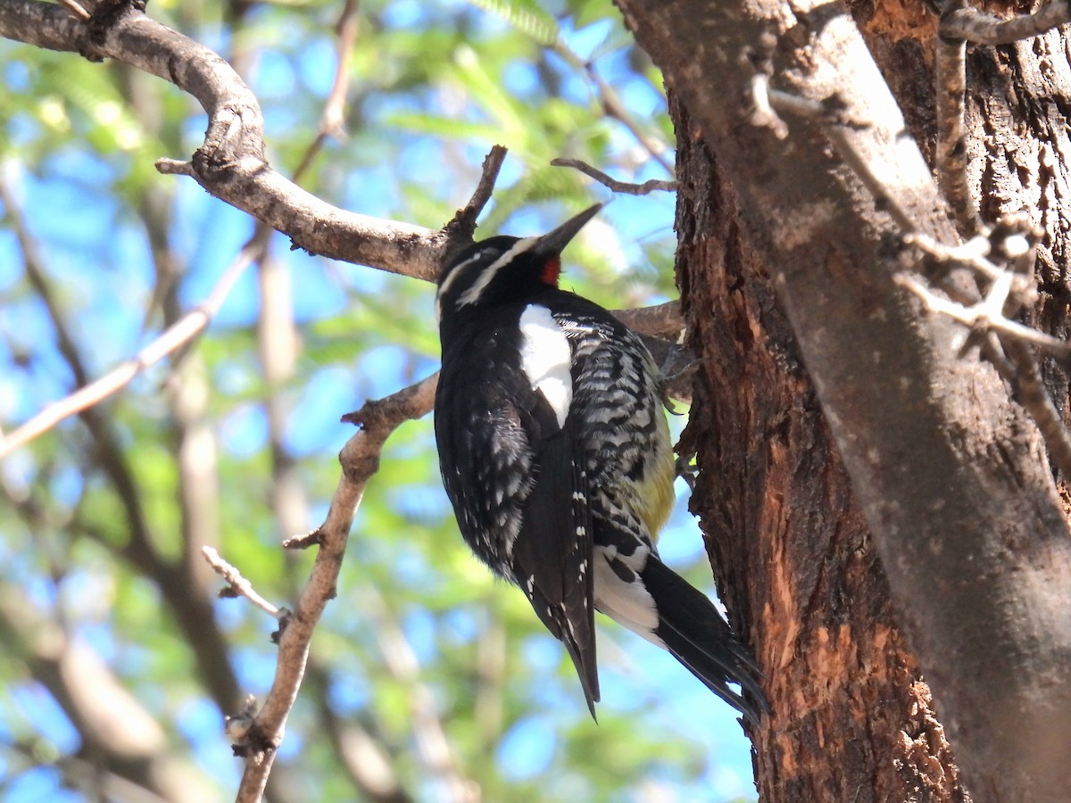 ズグロシルスイキツツキ - ML646968273