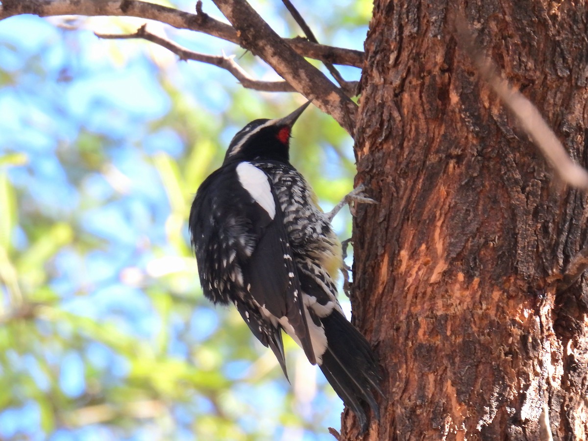 ズグロシルスイキツツキ - ML646968274