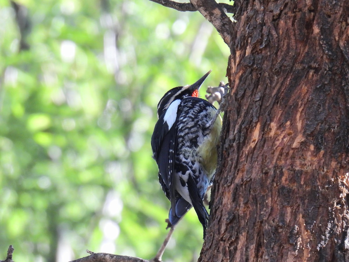 ズグロシルスイキツツキ - ML646968275