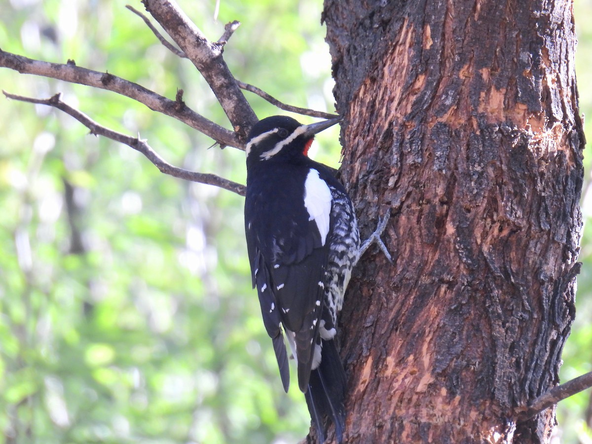 ズグロシルスイキツツキ - ML646968276