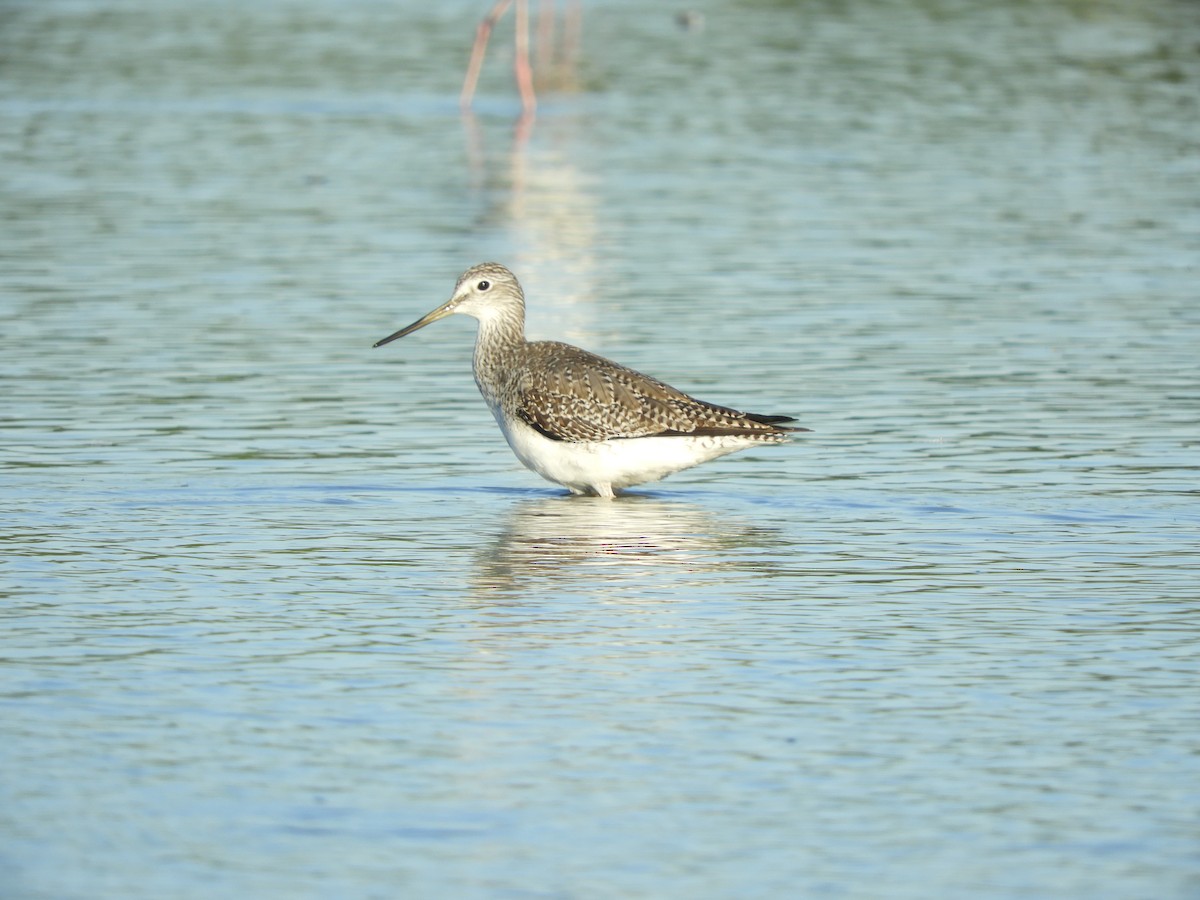 Kuliska hankahori handia - ML646968278