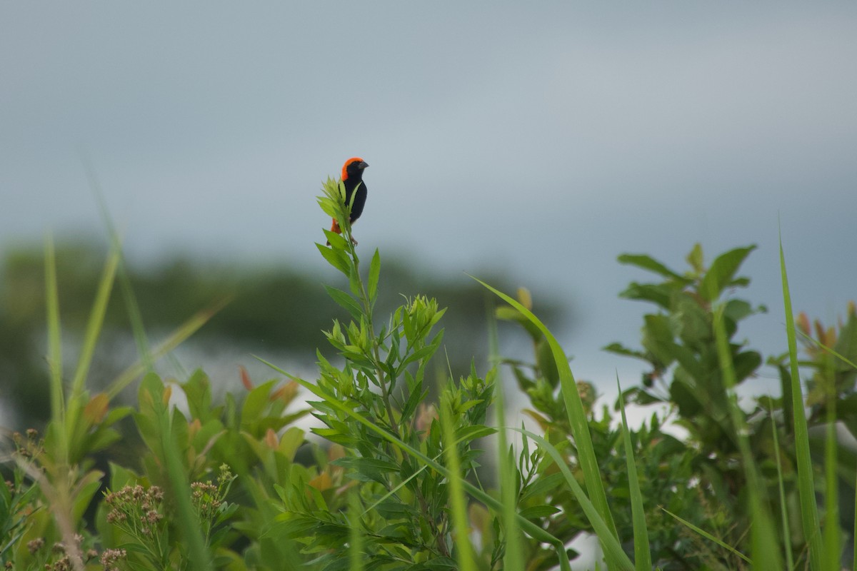 Zanzibar Red Bishop - ML646968279