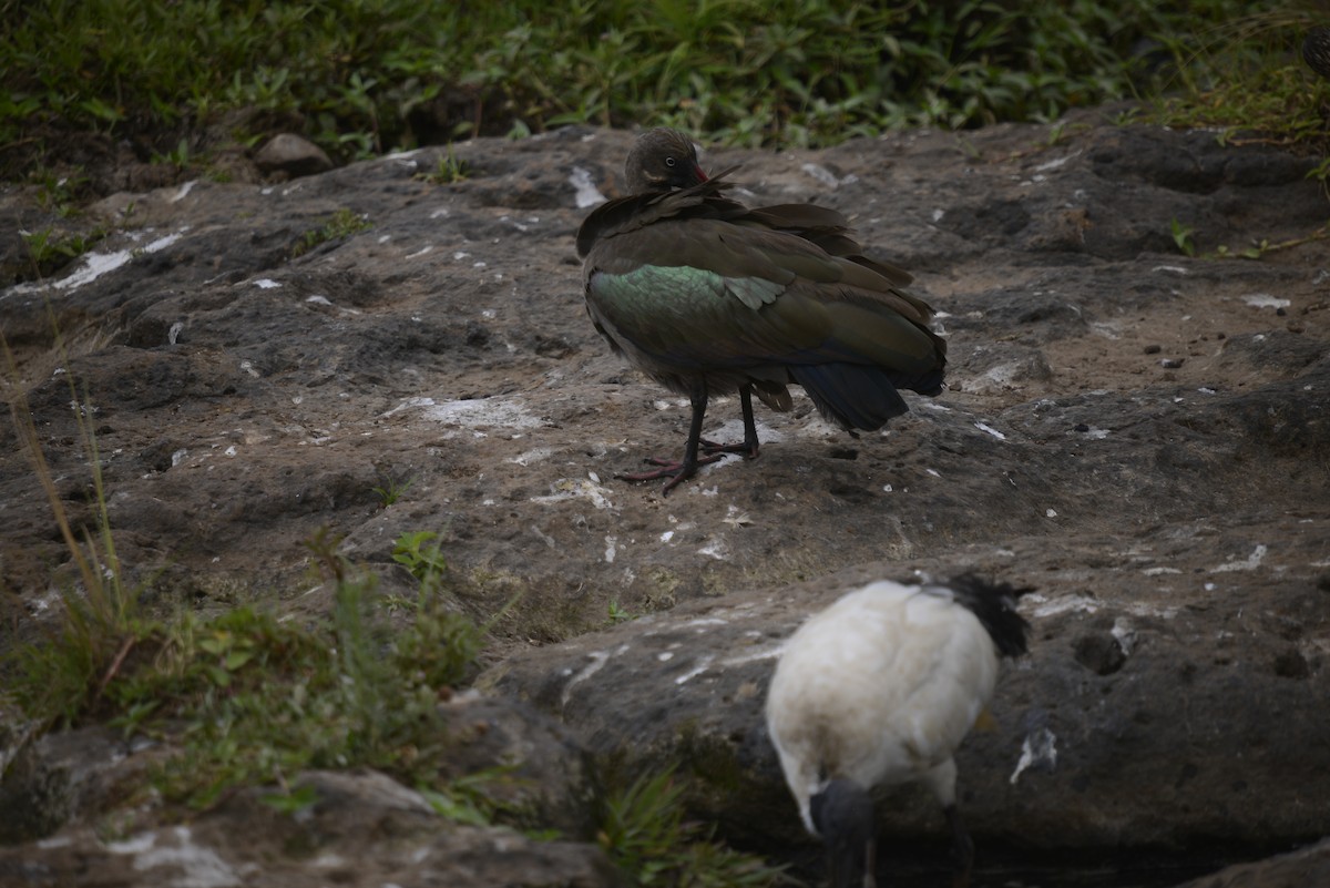 Hadada Ibis - ML646968280