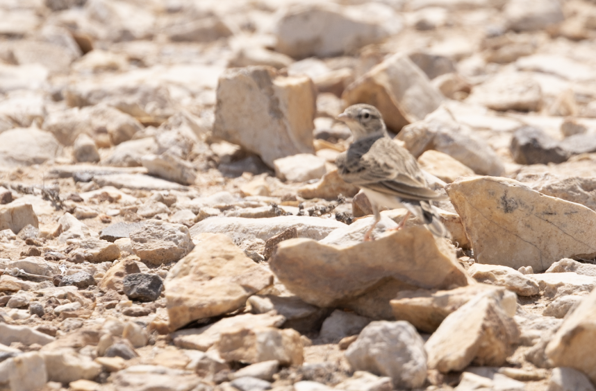 dverglerke - ML646968281