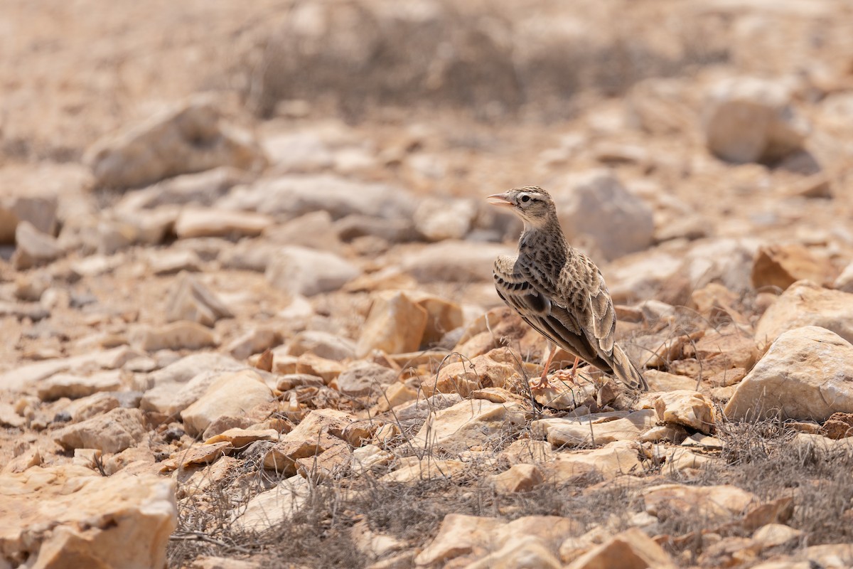 dverglerke - ML646968282