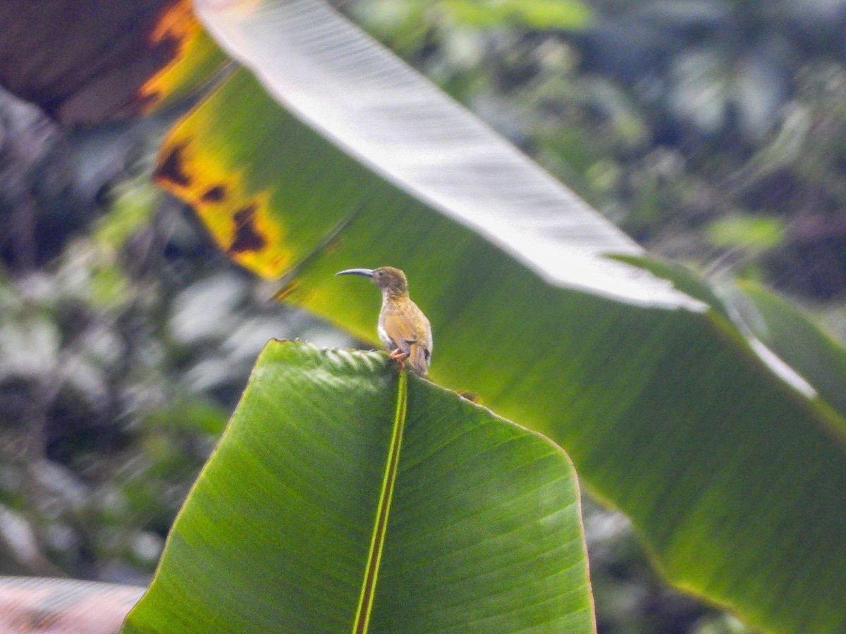 Streaked Spiderhunter - ML646968283