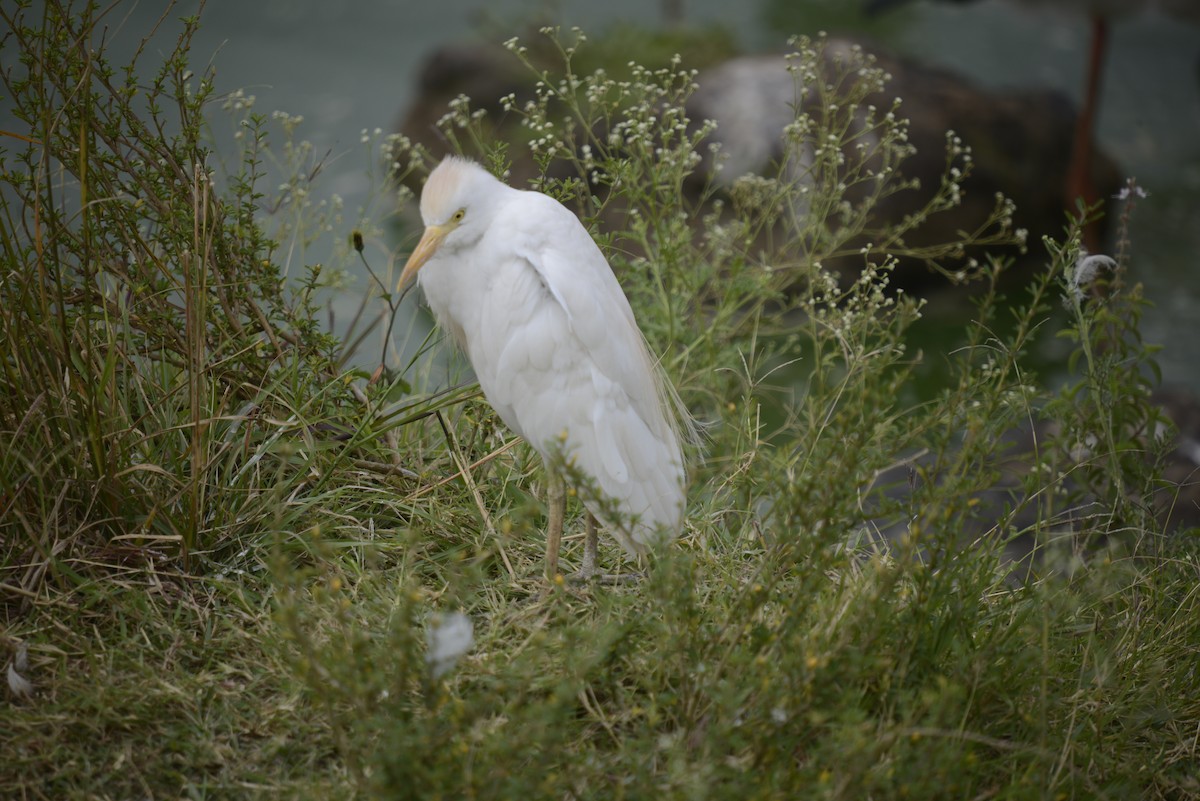 Western Cattle-Egret - ML646968287