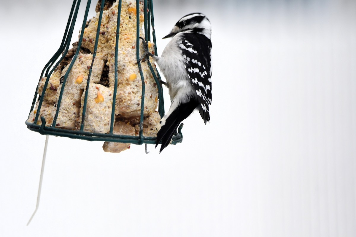 Пушистый дятел - ML646968289